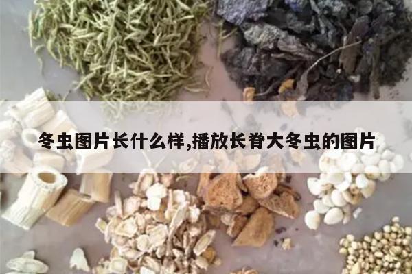 冬虫图片长什么样,播放长脊大冬虫的图片